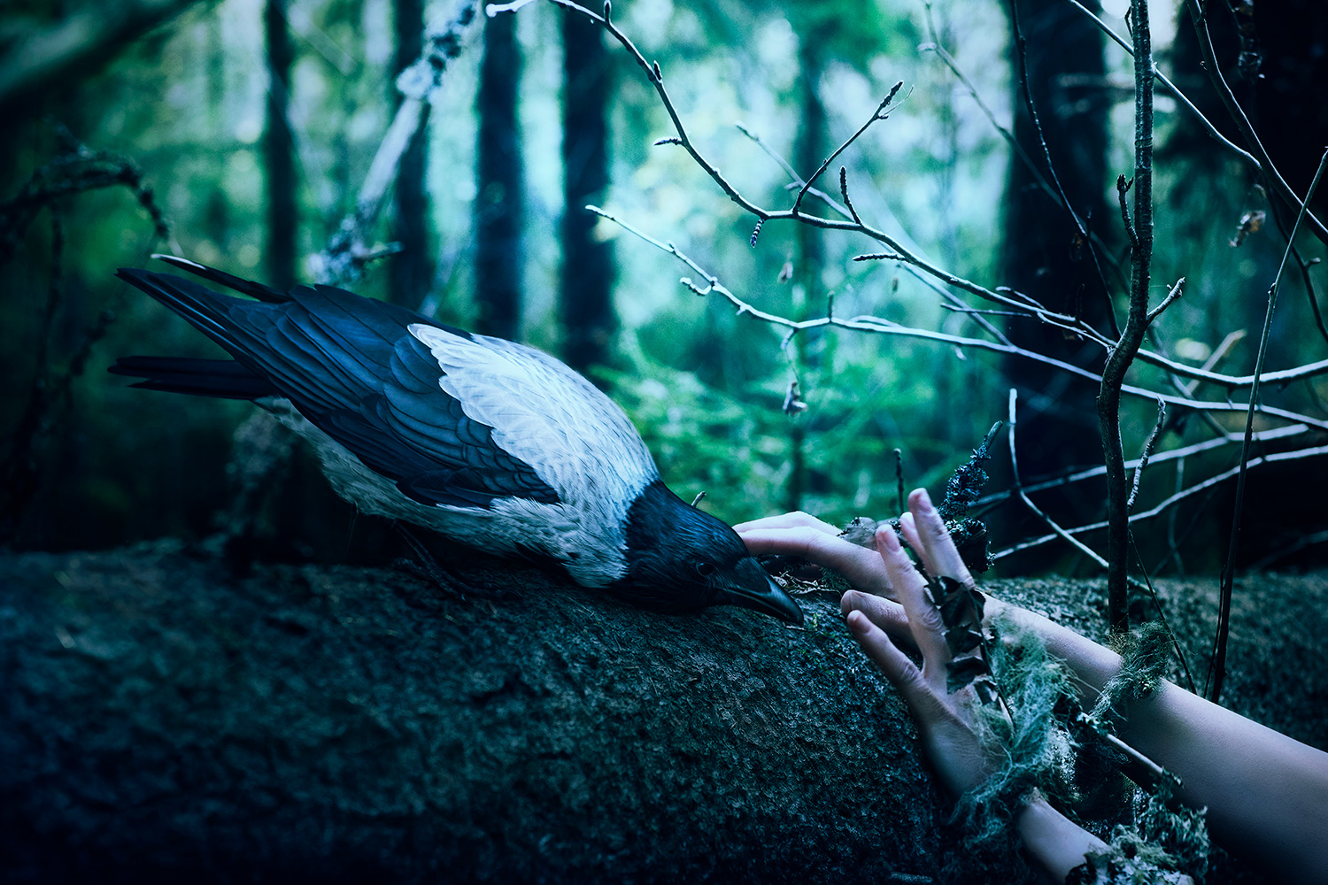 Conceptual fine art photography cinematic tableaux of hands reaching out to mythical Sielulintu bird from Finnish mythology by Johannesburg photographer Natalie Field created at the Arteles Creative Center in Finland