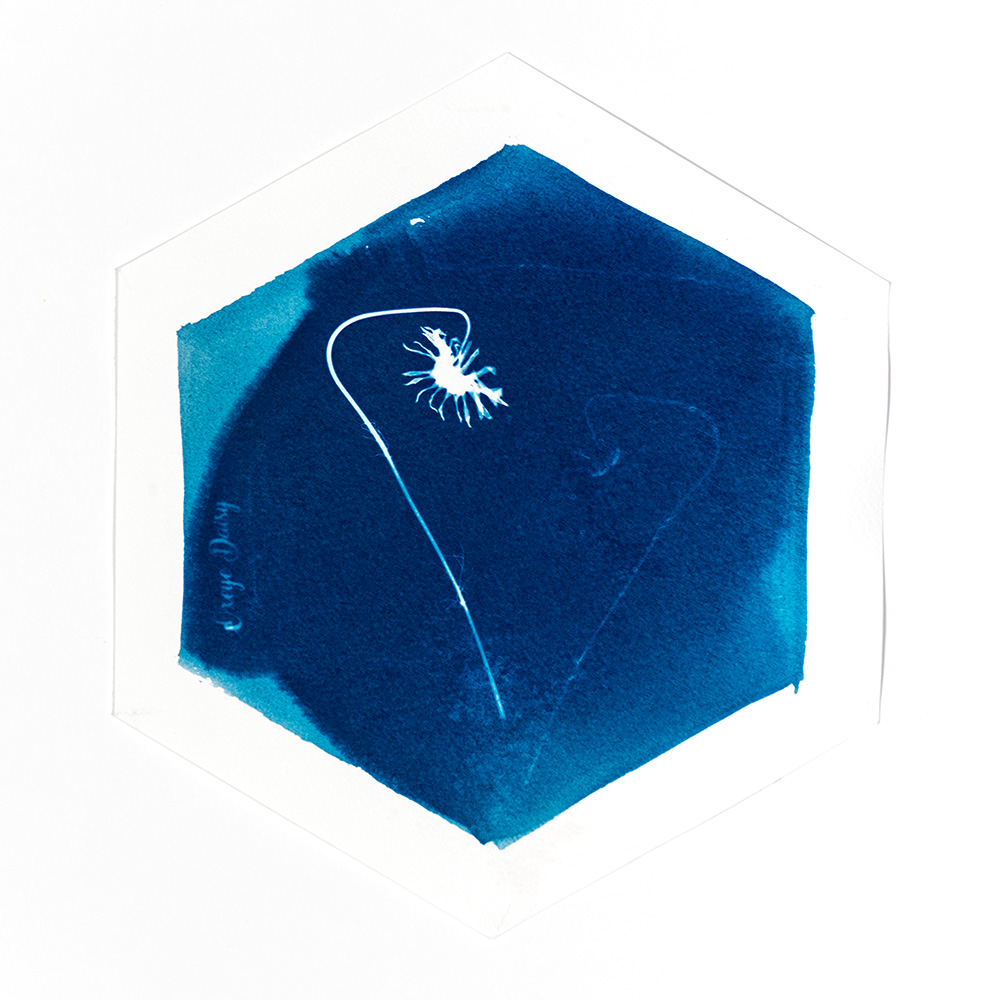 Alternative Photography using cyanotype technique to create photograms of flowers combined with poetry and annotations by artist Natalie Field