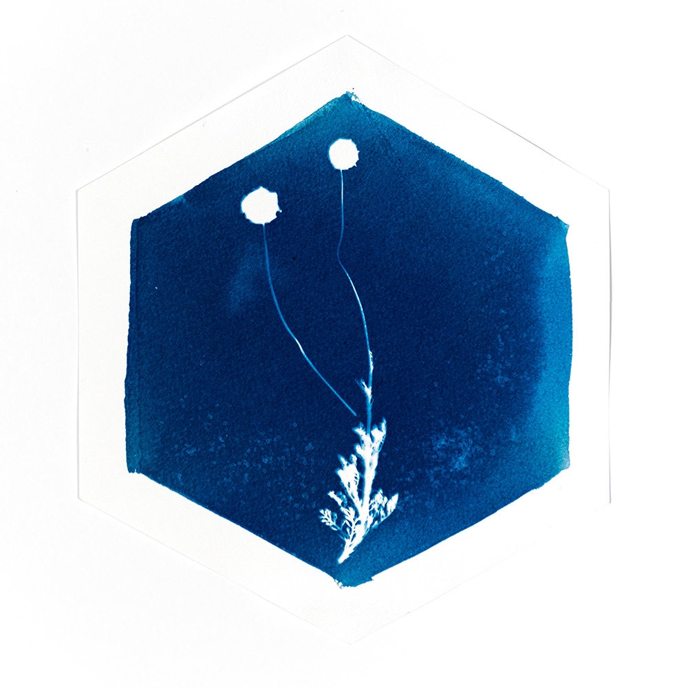 Alternative Photography using cyanotype technique to create photograms of flowers combined with poetry and annotations by artist Natalie Field