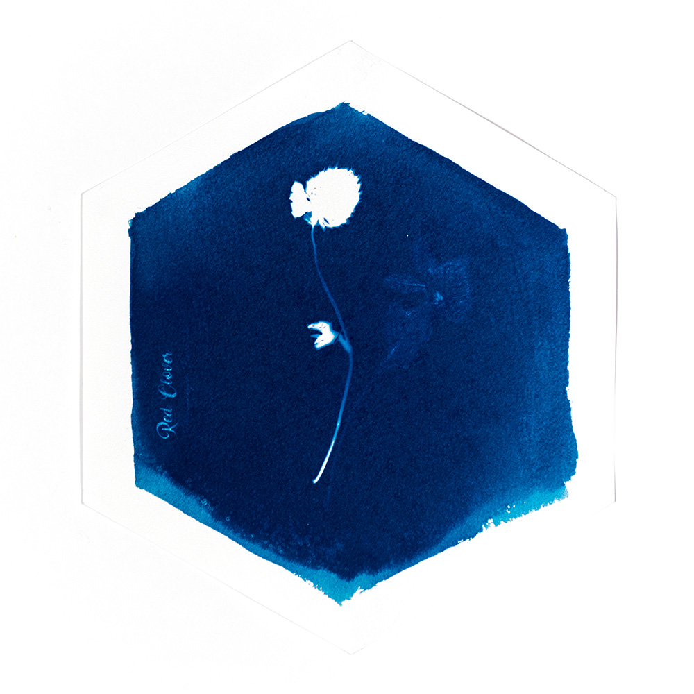 Alternative Photography using cyanotype technique to create photograms of flowers combined with poetry and annotations by artist Natalie Field