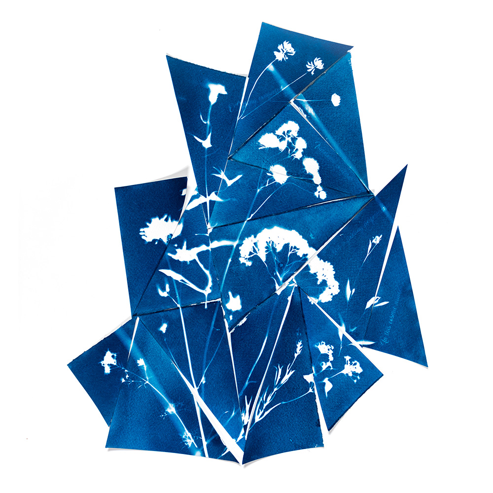 Alternative Photography using cyanotype technique to create photograms of flowers combined with poetry and annotations by artist Natalie Field