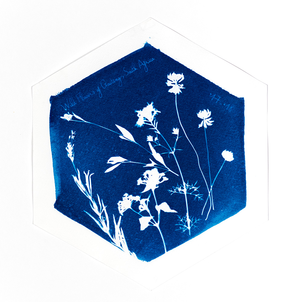 Alternative Photography using cyanotype technique to create photograms of flowers combined with poetry and annotations by artist Natalie Field