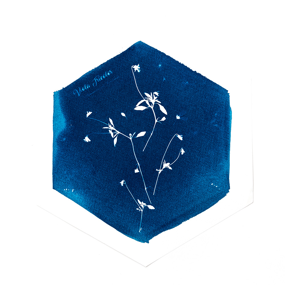 Alternative Photography using cyanotype technique to create photograms of flowers combined with poetry and annotations by artist Natalie Field