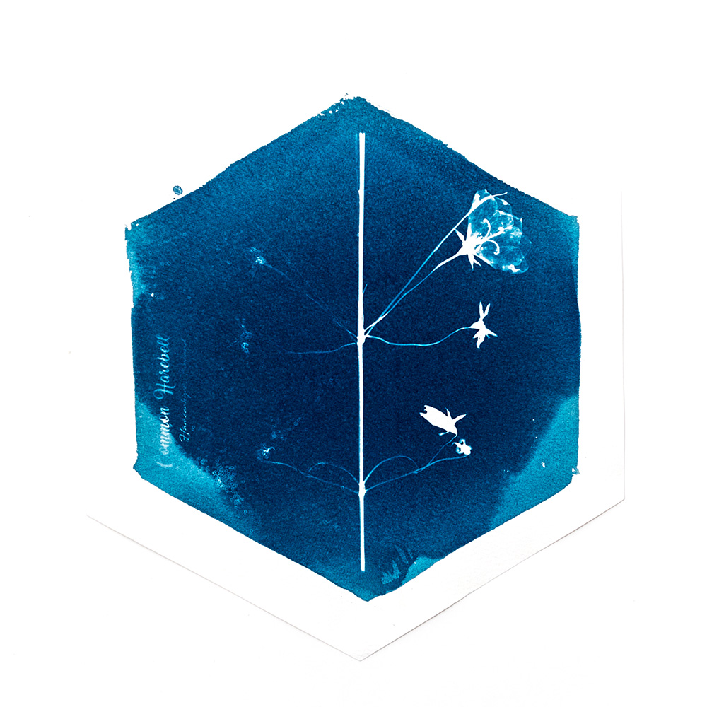Alternative Photography using cyanotype technique to create photograms of flowers combined with poetry and annotations by artist Natalie Field