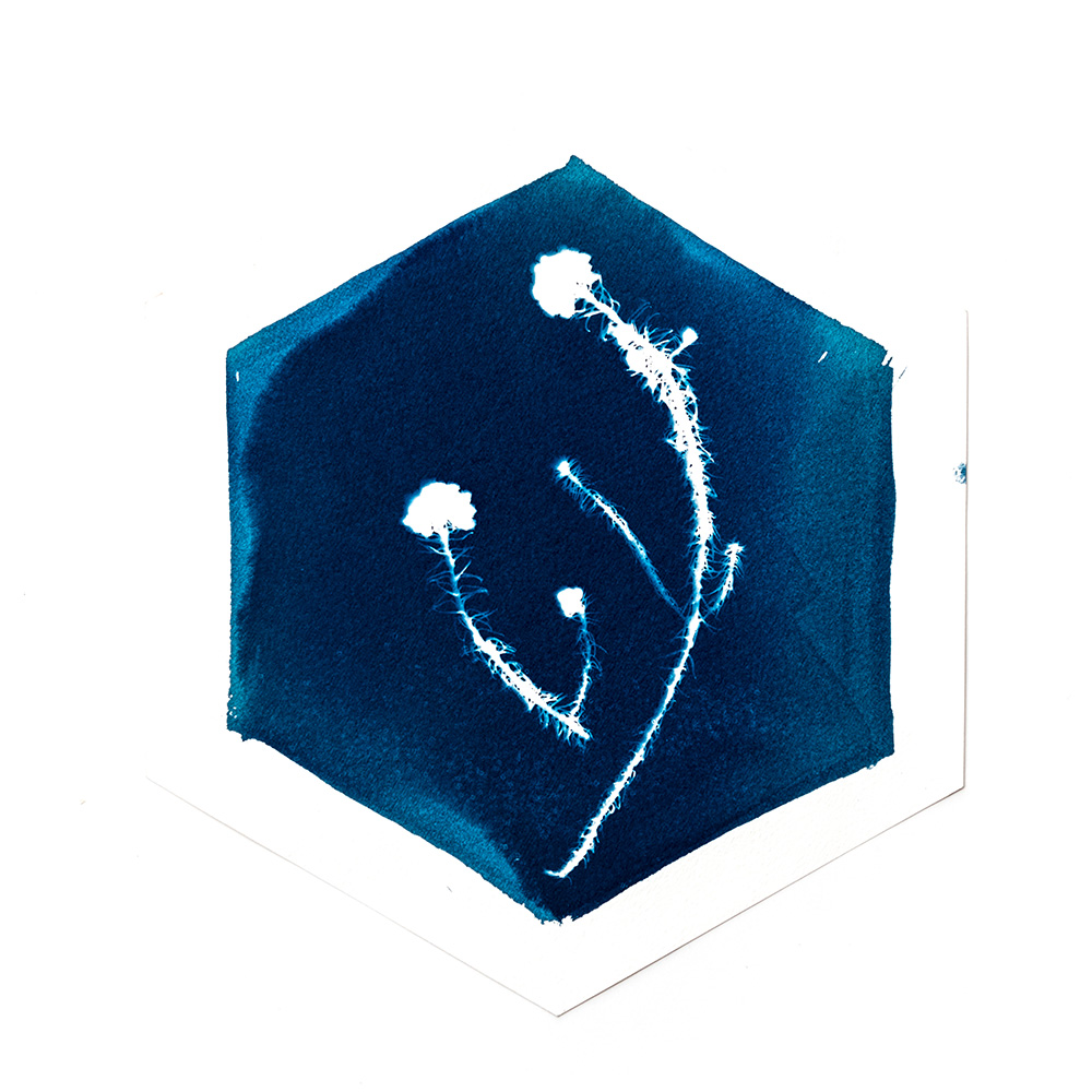 Alternative Photography using cyanotype technique to create photograms of flowers combined with poetry and annotations by artist Natalie Field