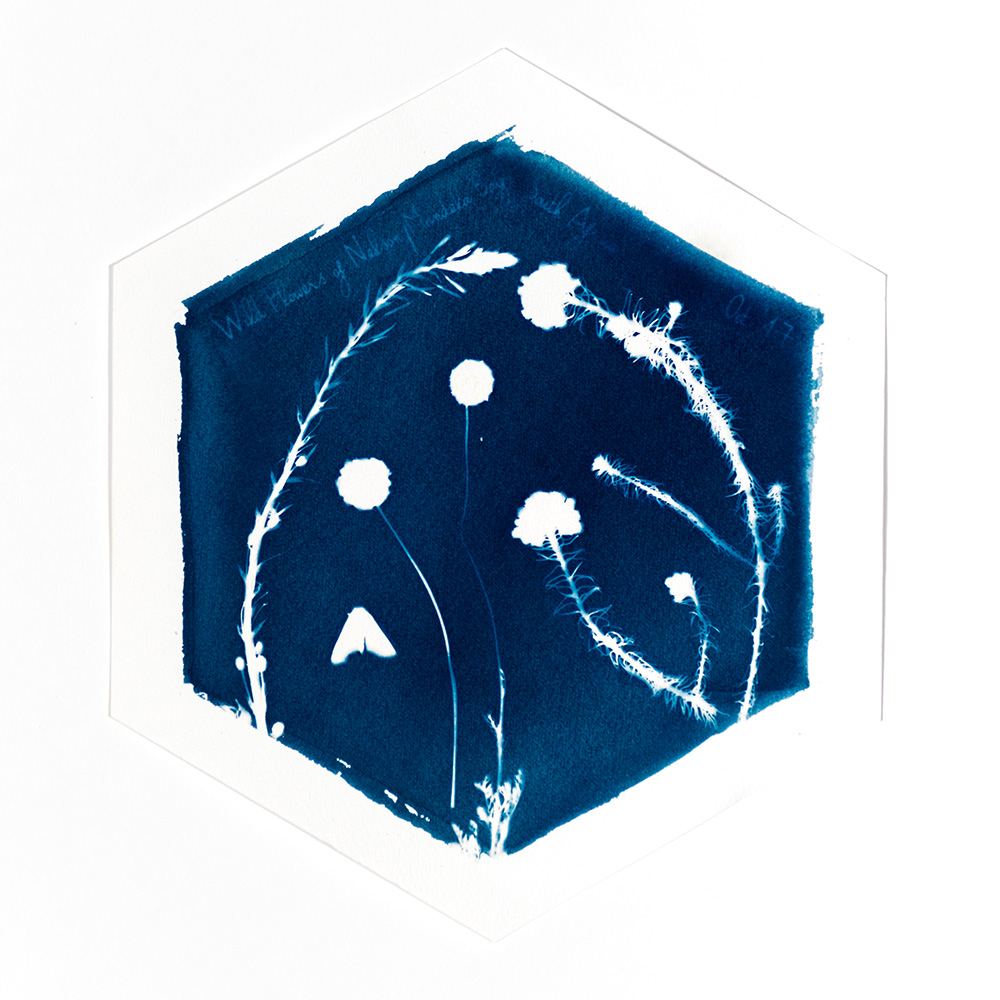 Alternative Photography using cyanotype technique to create photograms of flowers combined with poetry and annotations by artist Natalie Field