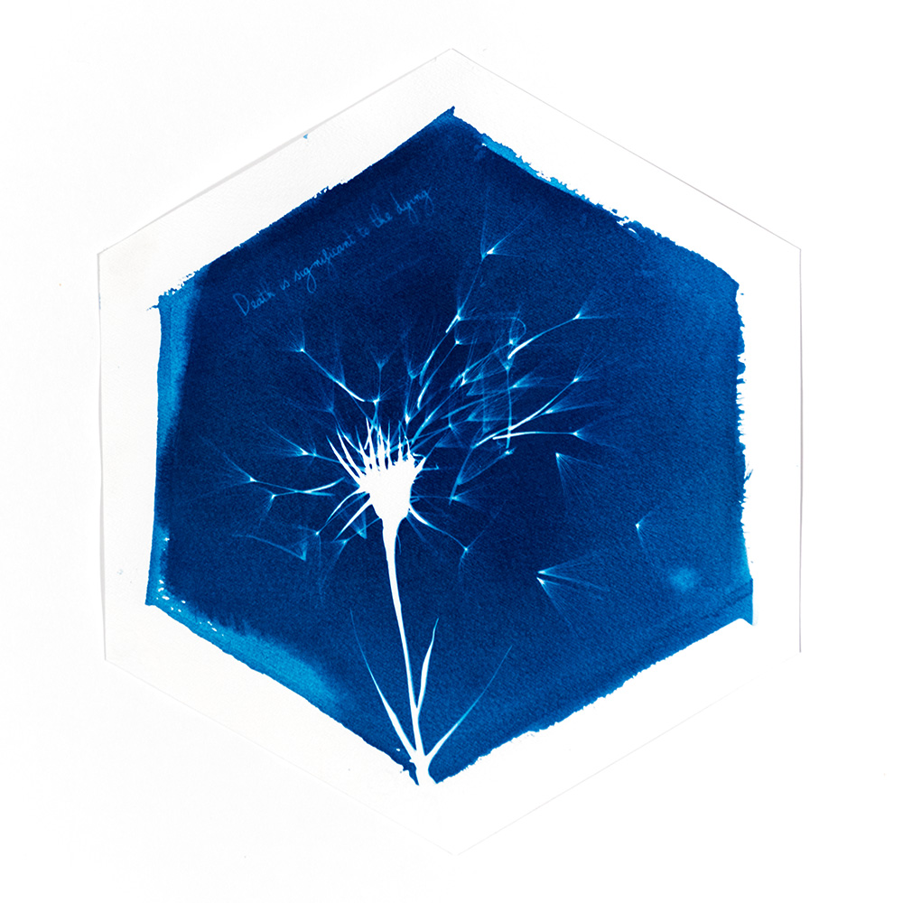 Alternative Photography using cyanotype technique to create photograms of flowers combined with poetry and annotations by artist Natalie Field