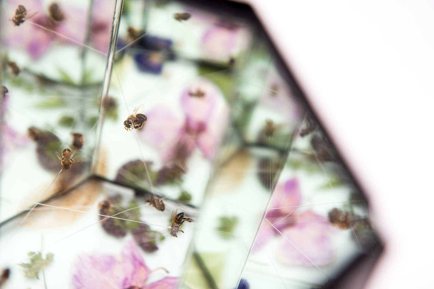 Assemblage art with Bees, Mirror, Cardboard, Ink, Gut, Glass, Flowers by Natalie Field