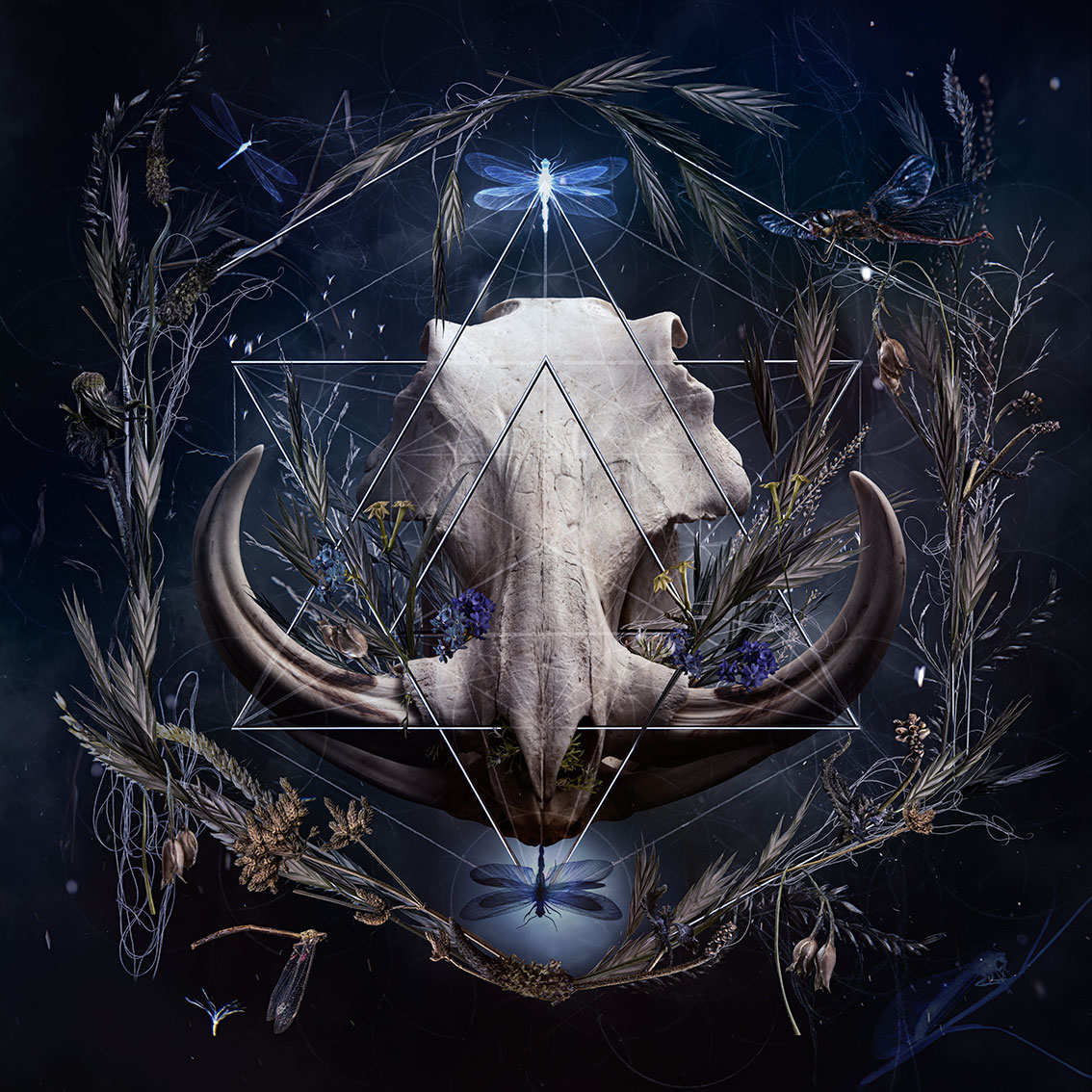 New contemporary hyper collage lens-based art of warthog skull surrounded by grasses and dragonflies by South African artist Natalie Field
