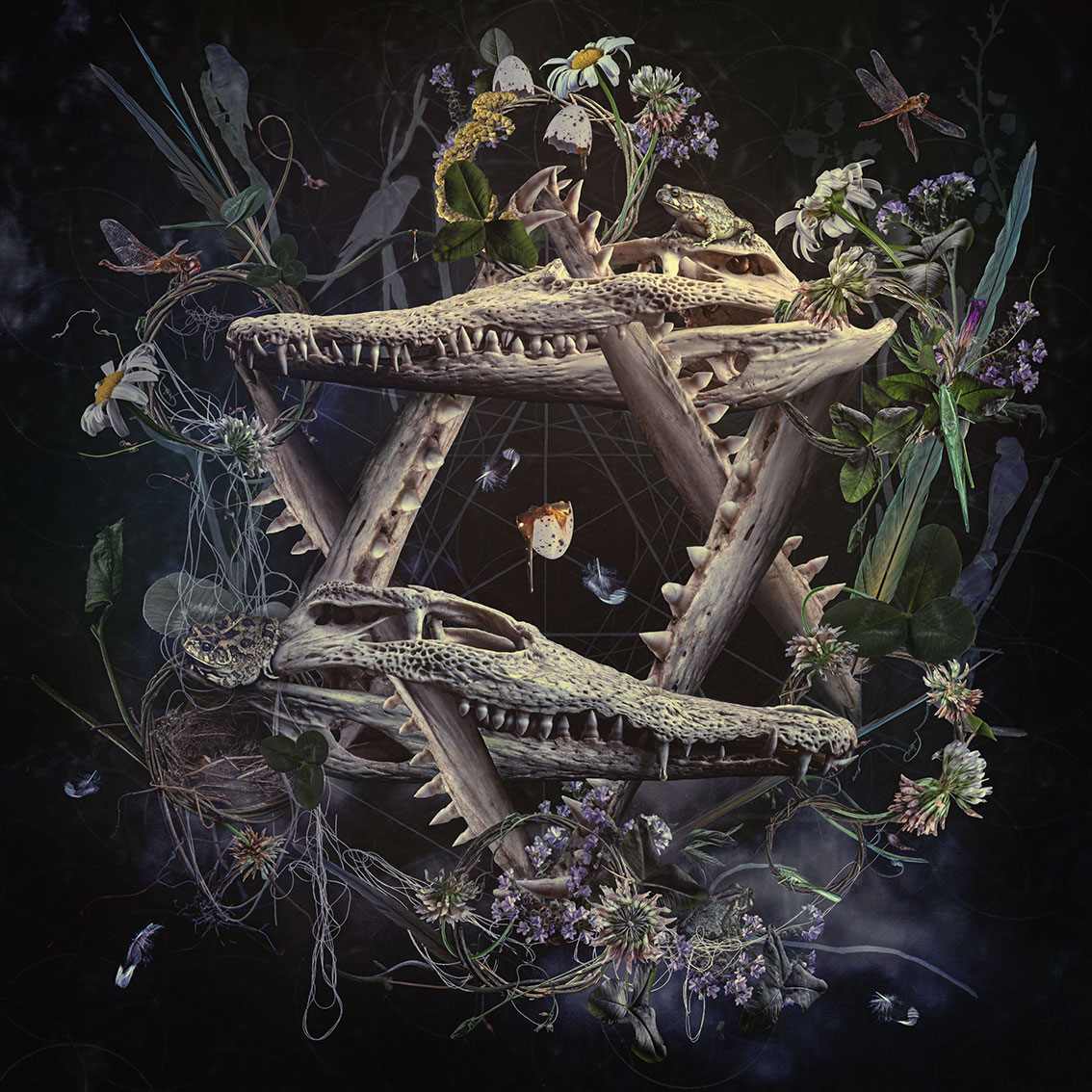 New contemporary hyper collage lens-based art of crocodile skulls in shape of star tetrahedron surrounded by frogs, insects, flowers and bird feathers and nestsby South African artist Natalie Field