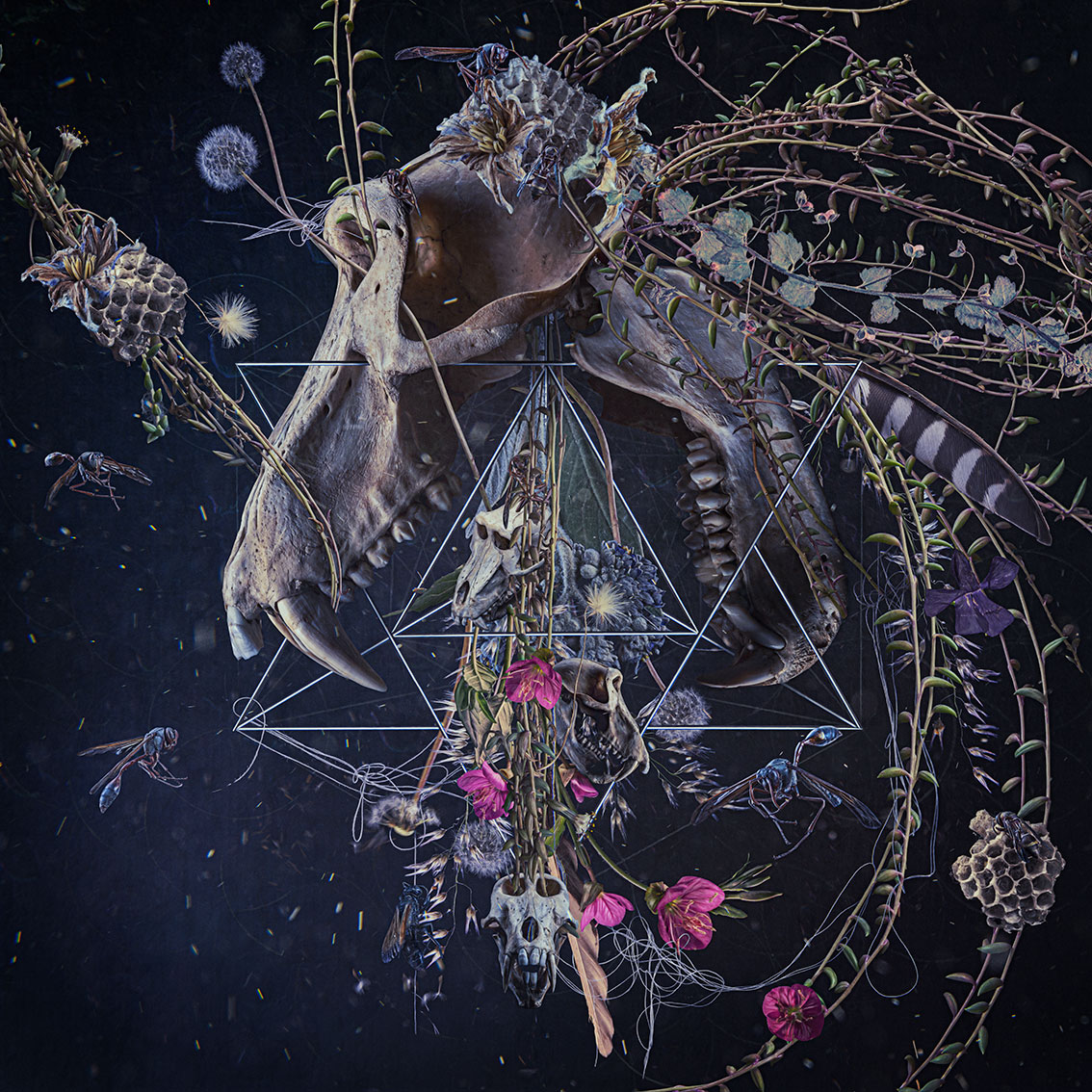 New contemporary hyper collage lens-based art of chacma baboon skull surrounded by wasps in honour of sk11: Katazaby South African artist Natalie Field