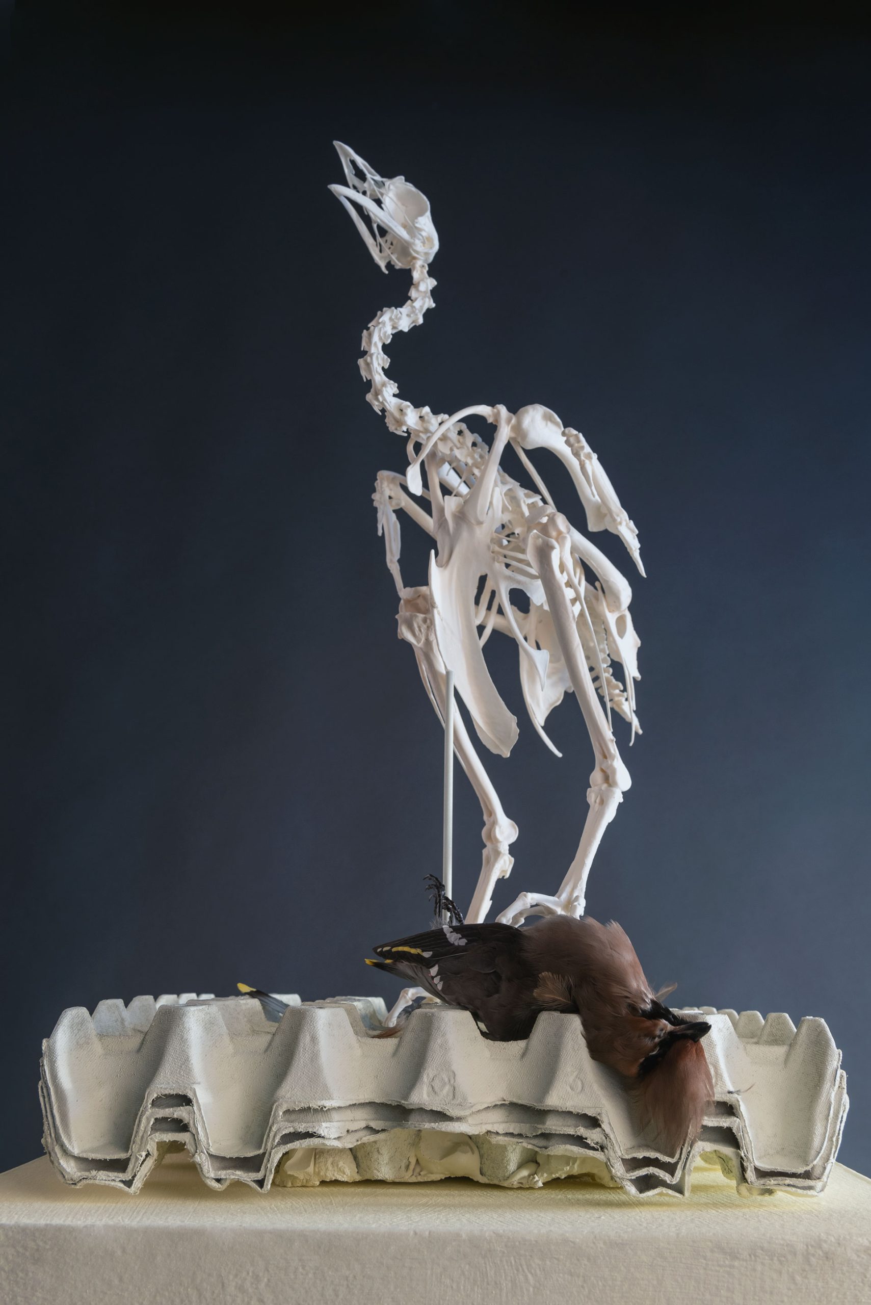 Speculative taxidermy sculpture of rooster skeleton holding down songbird on egg carton by Norwegian based visual artist Natalie Field