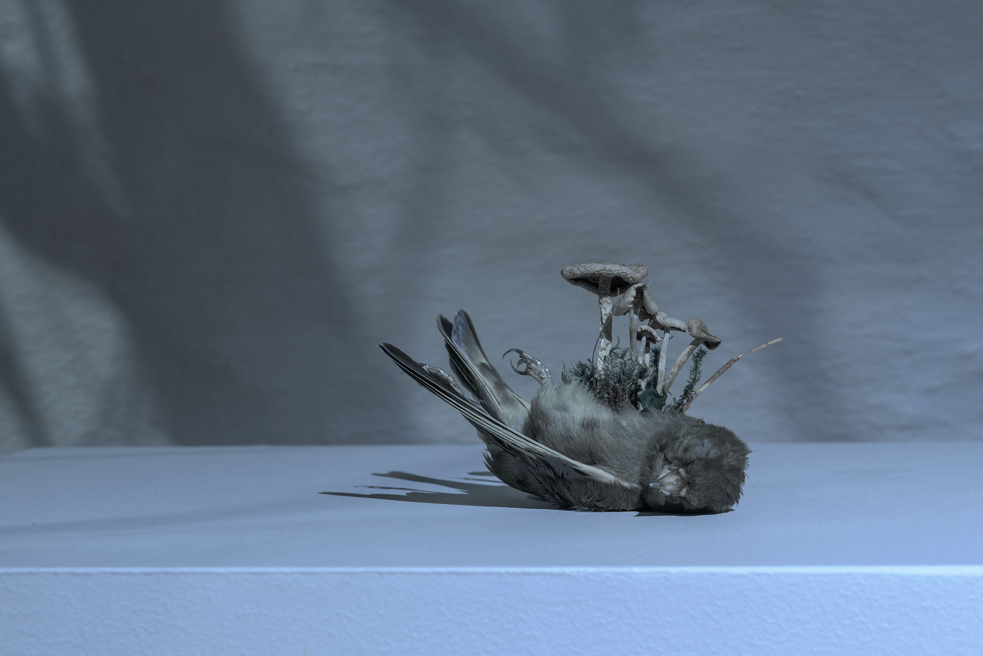 Speculative taxidermy sculpture of greenfinch with fungi sprouting from it's body on plinth with shadows falling over it.