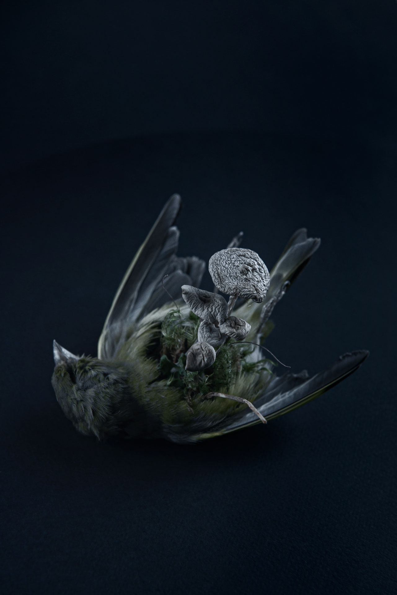 Speculative taxidermy sculpture of greenfinch with fungi sprouting from body by Norwegian based visual artist Natalie Field