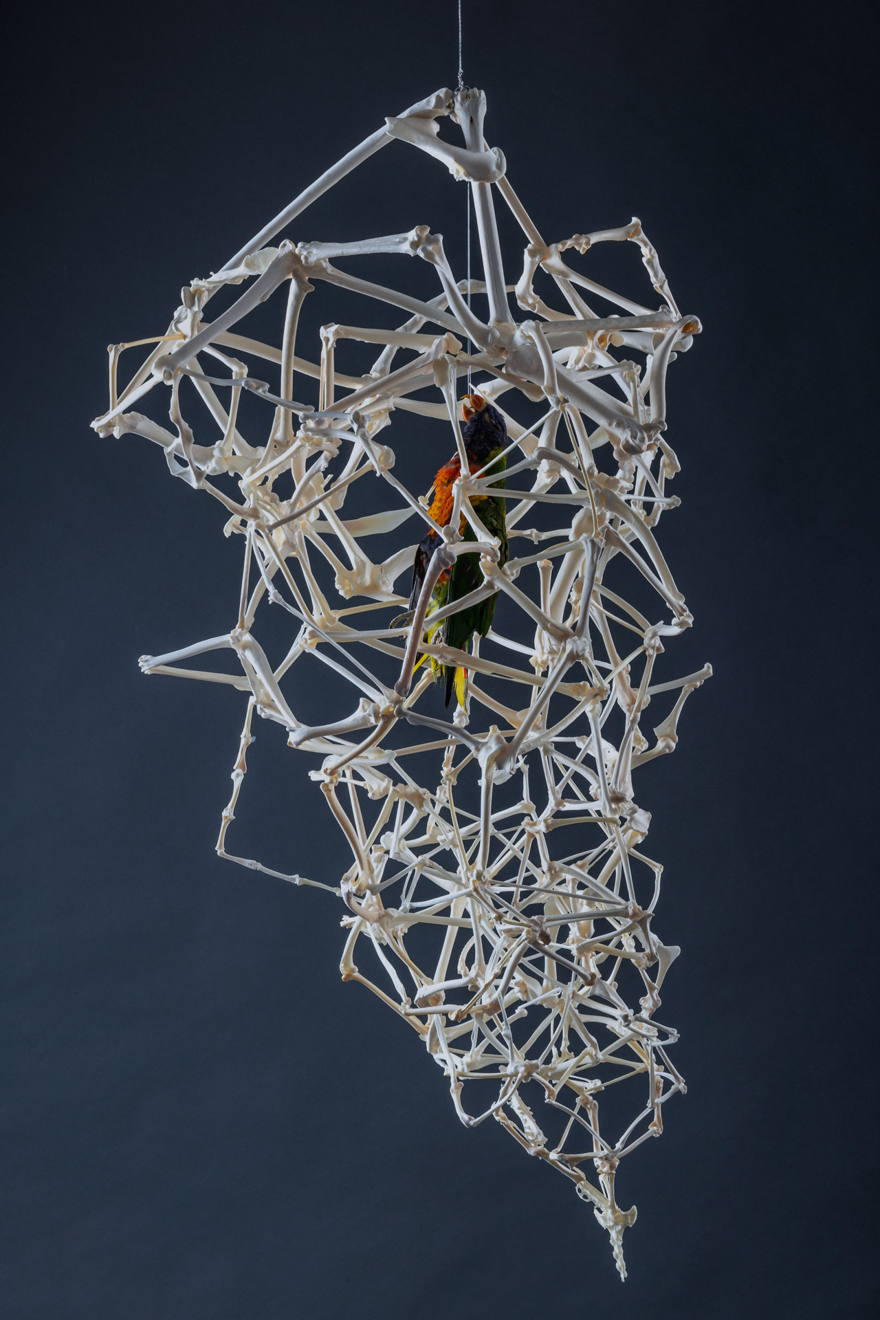 Speculative taxidermy sculpture of birdcage built from bird bones with rainbow lorikeet suspended in the center by Norwegian based visual artist Natalie Field