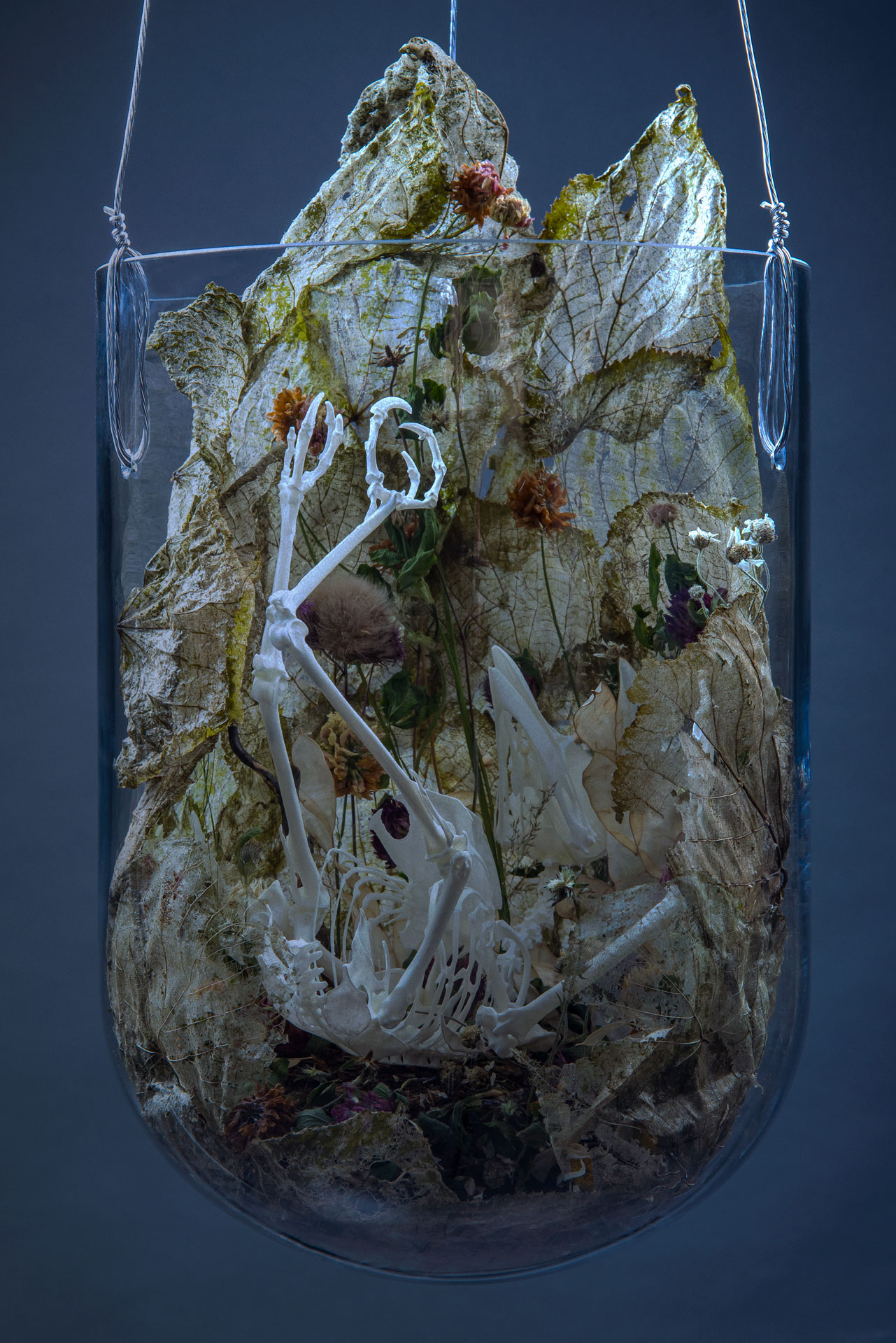Speculative taxidermy sculpture of crow skeleton in cloche with plant material by Norwegian based visual artist Natalie Field